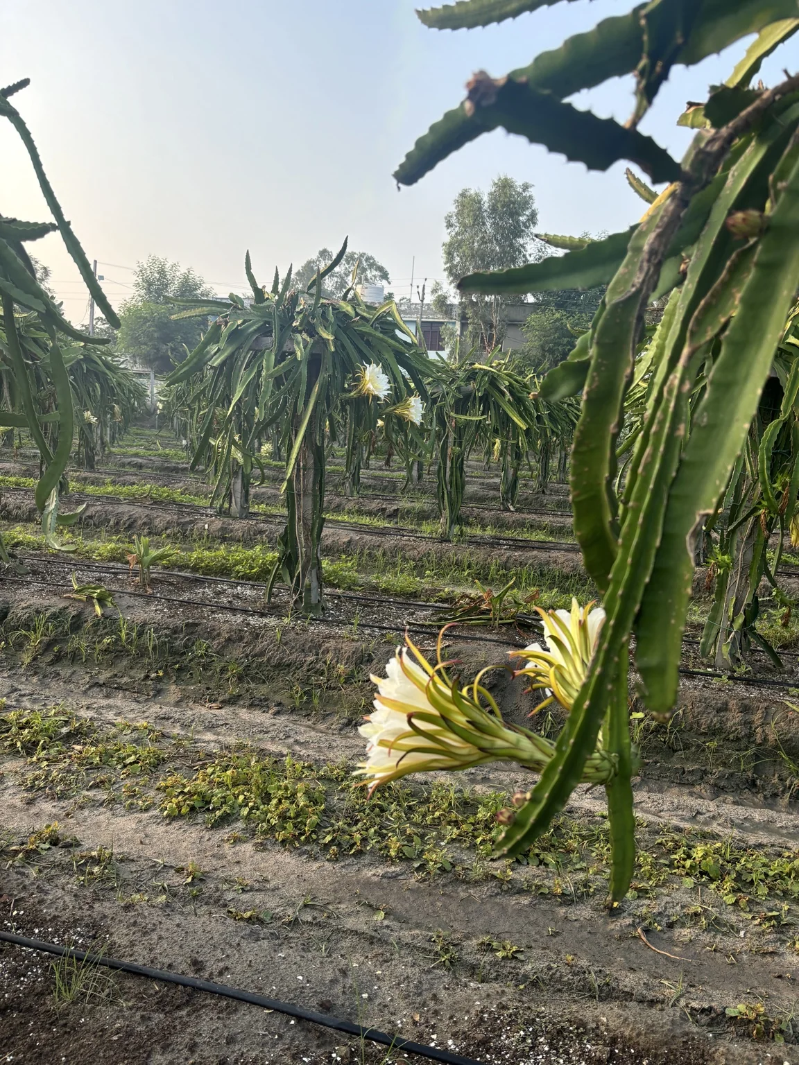 White dragon fruit flowers among rows of cactus plants at Sai Exotics farm